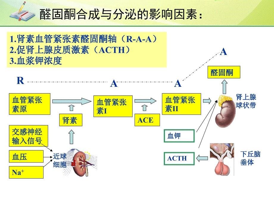 原发性醛固酮增多症PPT课件2_第5页