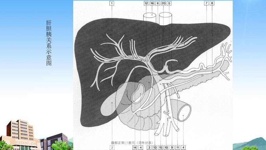 腹部正常CT表现课件分享_第2页