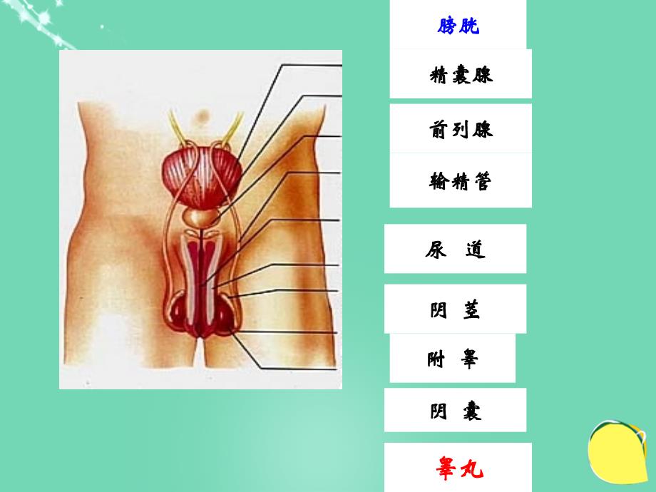 七年级生物下册 4.1.2 人的生殖课件 （新版）新人教版_第4页