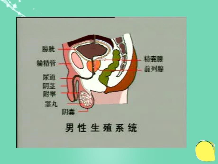 七年级生物下册 4.1.2 人的生殖课件 （新版）新人教版_第5页