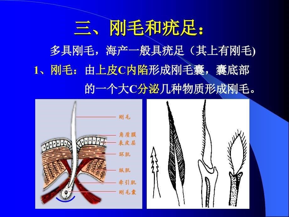 9第九章环节动物门_第5页