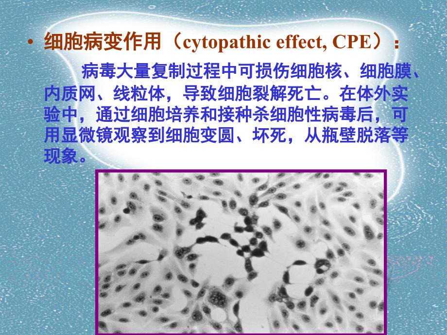 医学微生物学：病毒的感染与免疫_第3页