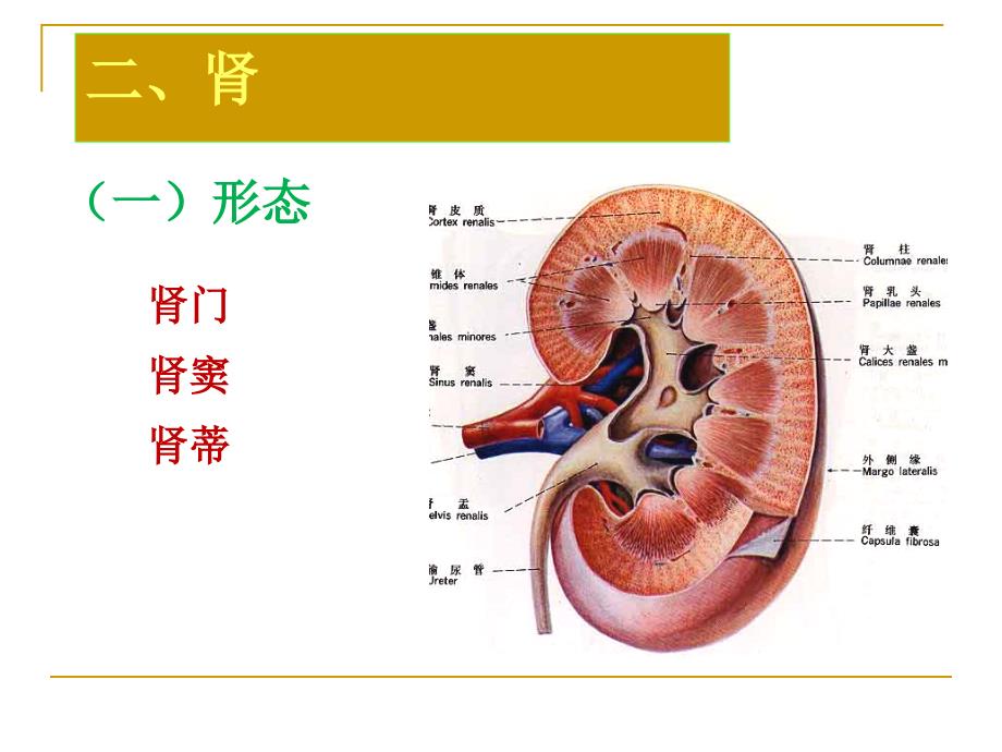 麻醉解剖学腹膜后隙_第4页