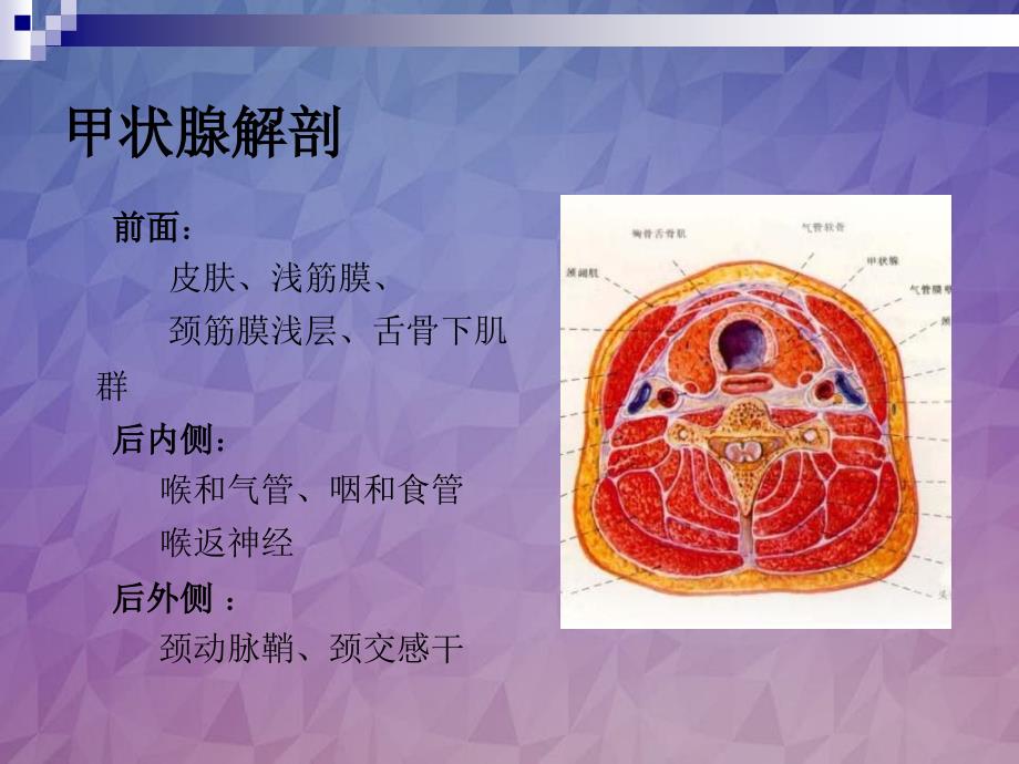 颈部疾病七年制课件_第3页