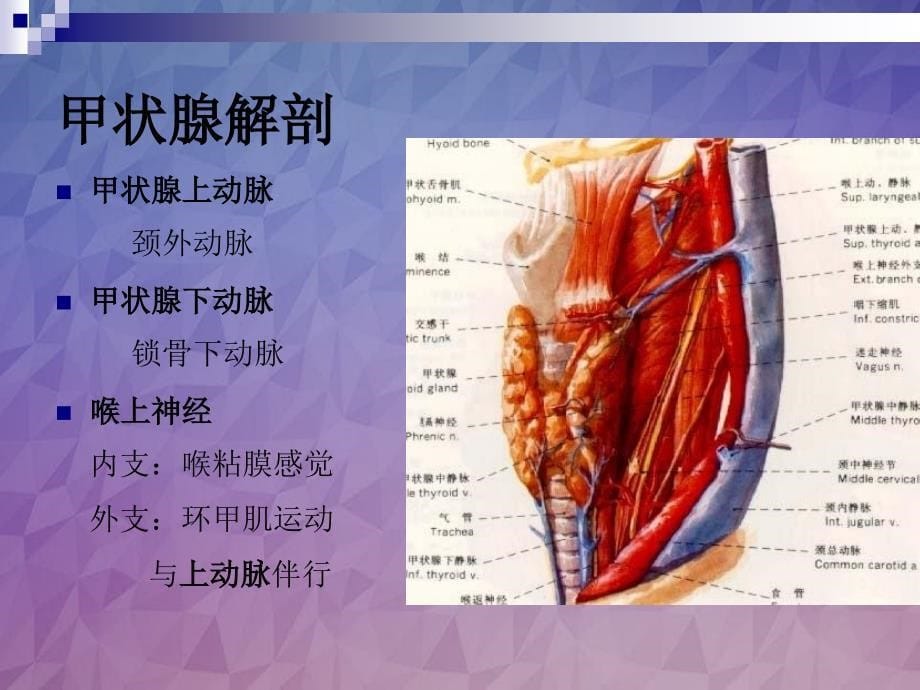 颈部疾病七年制课件_第5页