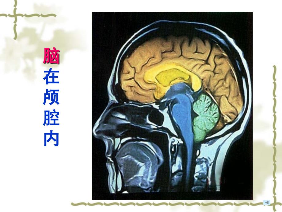 苏教版五年级下册科学《大脑》课件_第3页