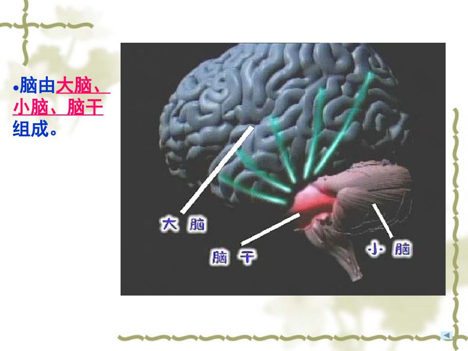 苏教版五年级下册科学《大脑》课件_第4页