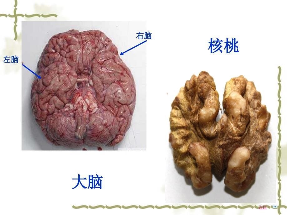 苏教版五年级下册科学《大脑》课件_第5页