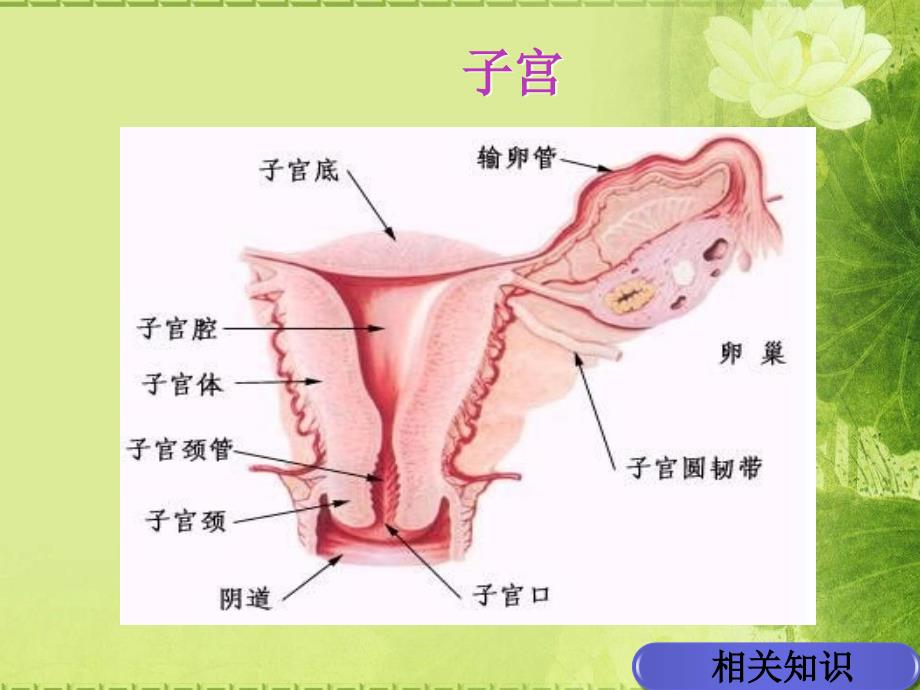 经腹全子宫切除术的手术配合鲁小培.ppt_第4页