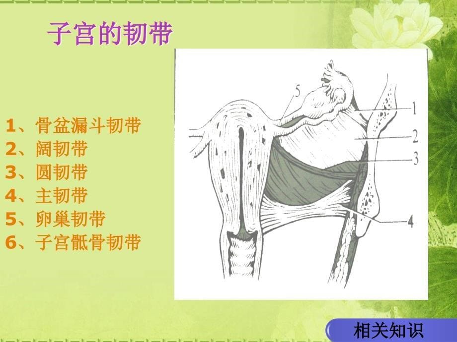 经腹全子宫切除术的手术配合鲁小培.ppt_第5页