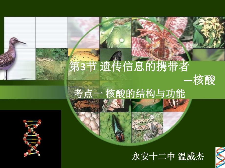 第3节 遗传信息的携带者 —核酸（一轮复习）_第1页