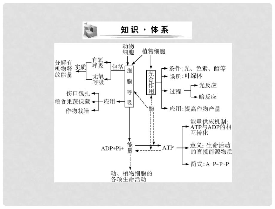 高考生物一轮复习 第5章 本章知识整合课件 新人教版必修1_第2页