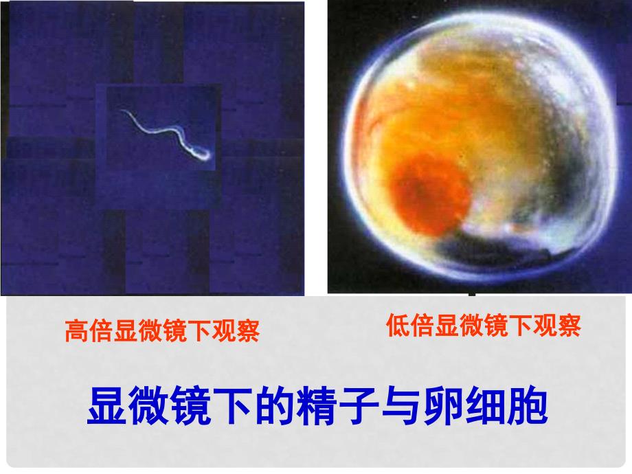 七年级科学下册 1.1 新生命的诞生（第1课时）课件 浙教版_第3页