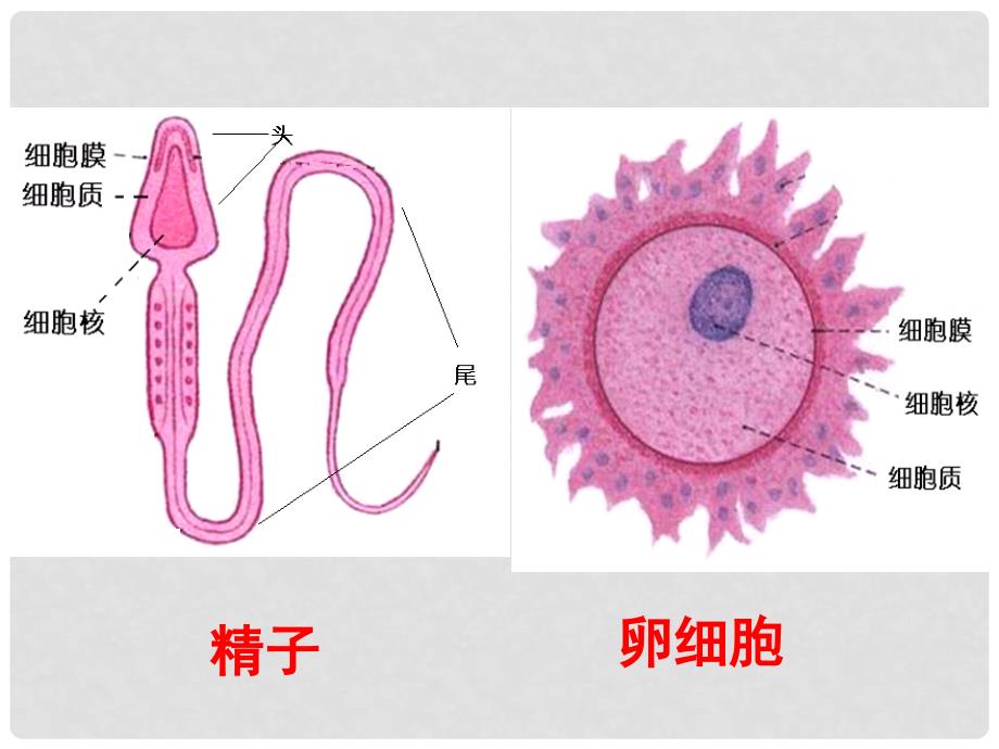 七年级科学下册 1.1 新生命的诞生（第1课时）课件 浙教版_第4页