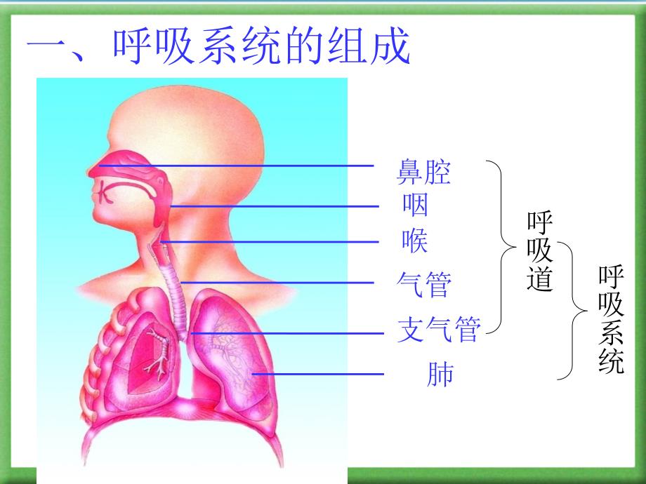 人体的呼吸复习用演示课件_第3页