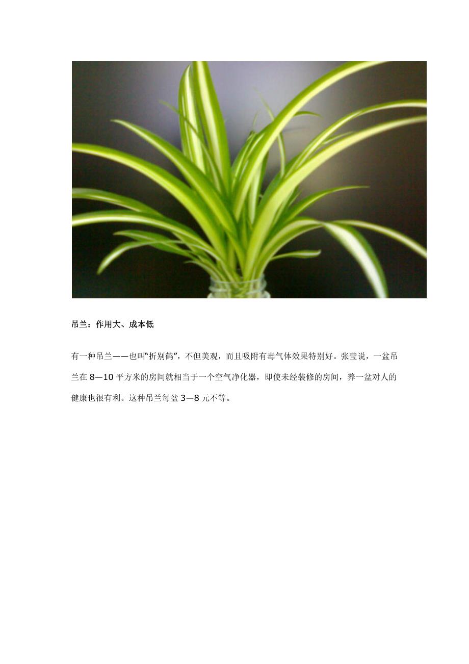 办公室植物大全.docx_第2页