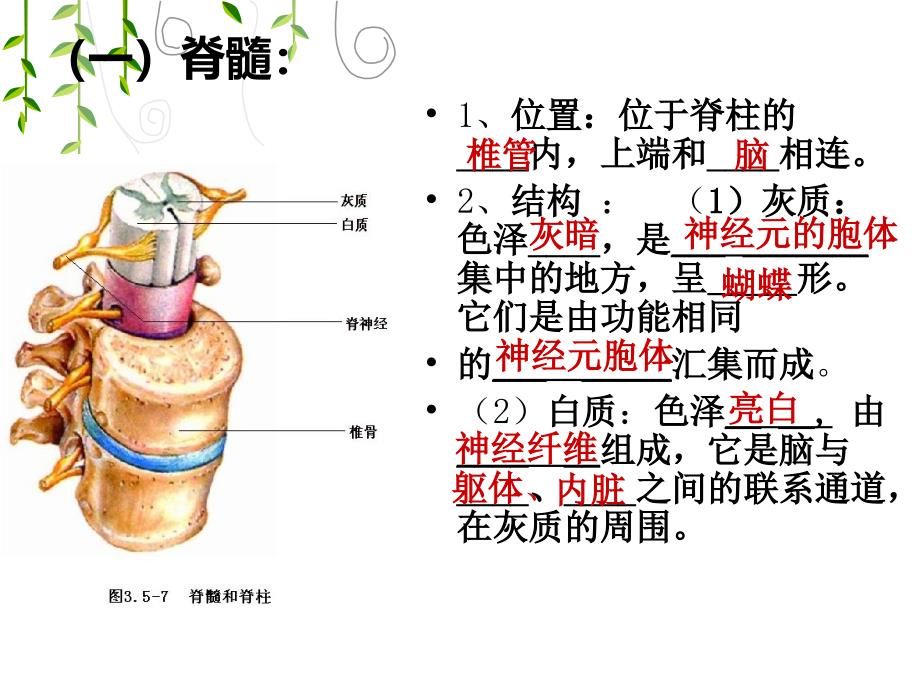 神经调节的结构基础ppt课件_第2页