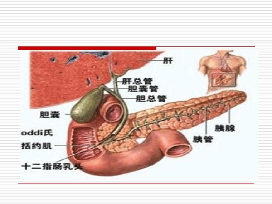 胆囊结石病人围手术期的护理文档资料_第3页