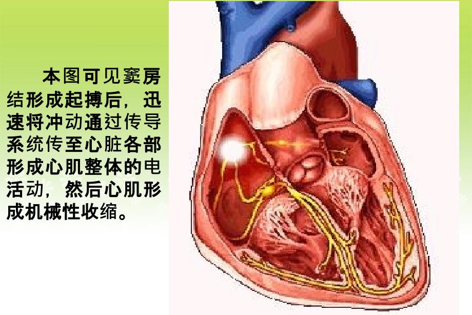 心电图产生原理课件_第4页