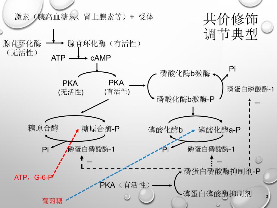 生物化学：物质代谢总结_第3页