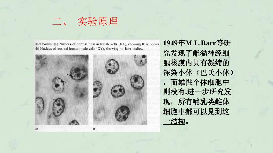 口腔上皮细胞巴氏小体的观察课件_第3页