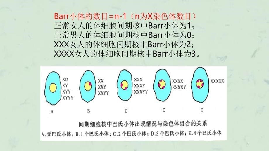 口腔上皮细胞巴氏小体的观察课件_第5页