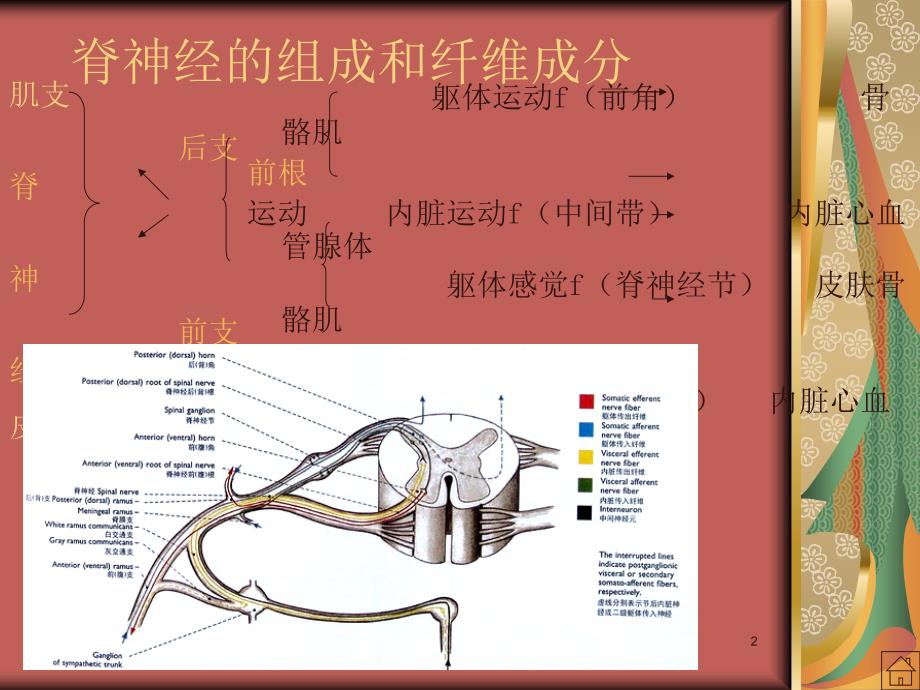 脊神经支配ppt课件_第2页