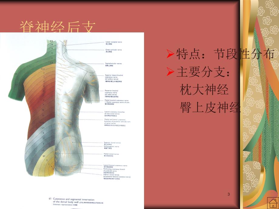 脊神经支配ppt课件_第3页