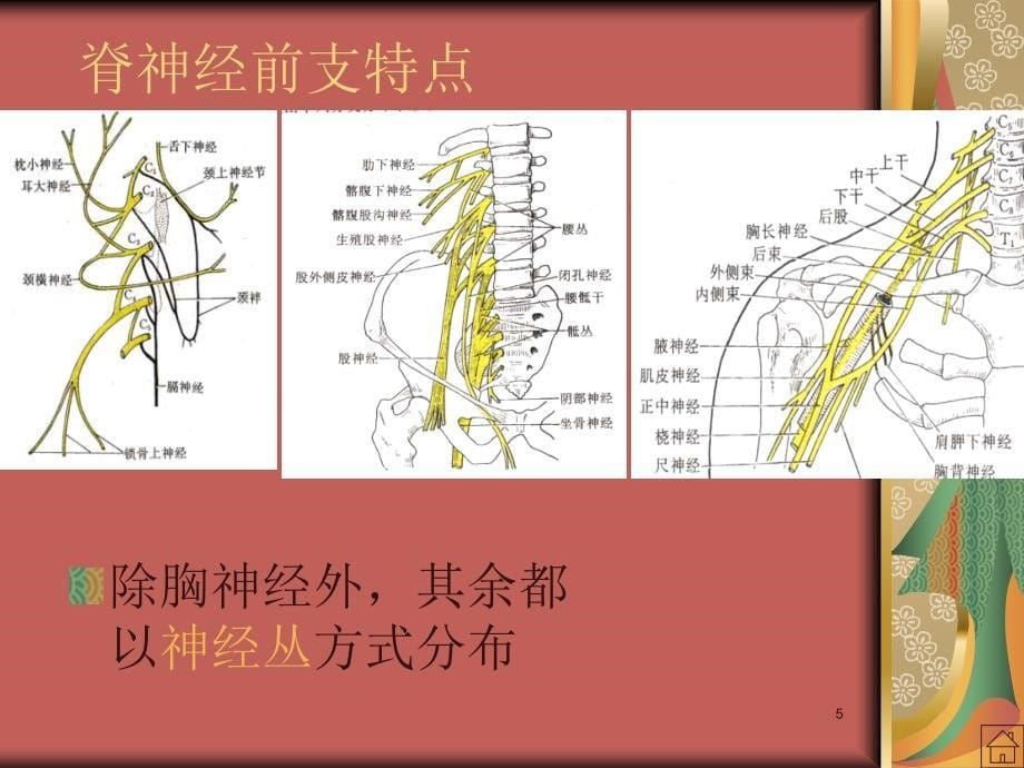 脊神经支配ppt课件_第5页