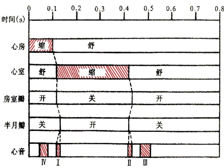 血液循环精品PPT课件2_第4页