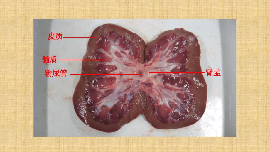 初中七年级生物下册4112尿的形成名师优质课件新版北师大版_第4页