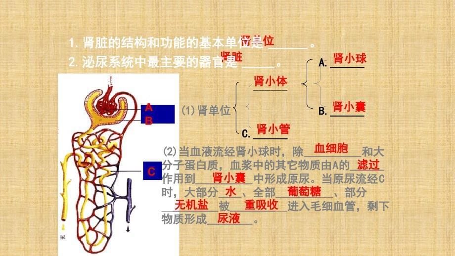 初中七年级生物下册4112尿的形成名师优质课件新版北师大版_第5页