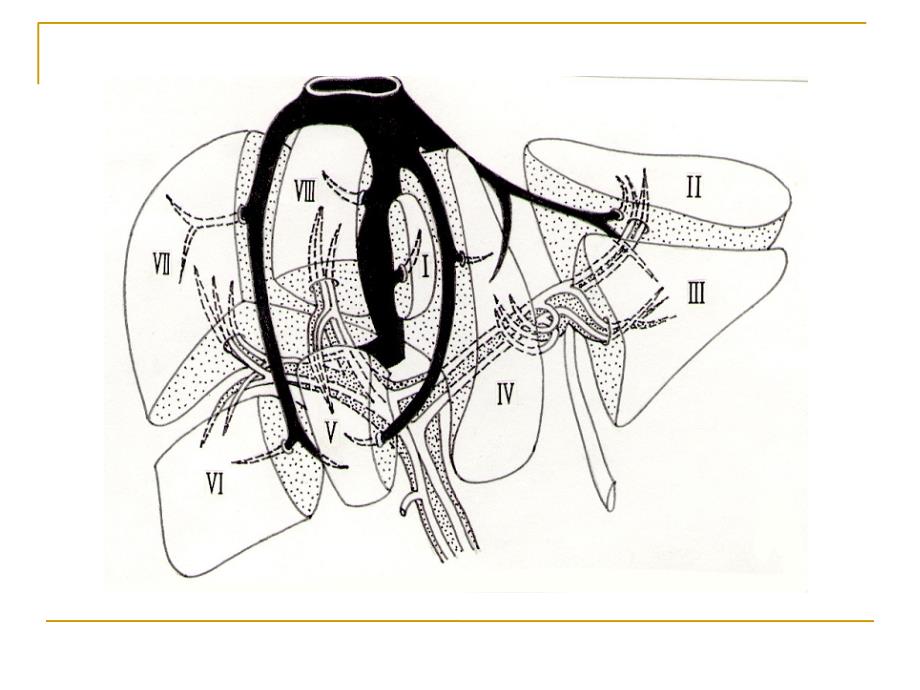 肝段断层解剖PPT课件_第3页