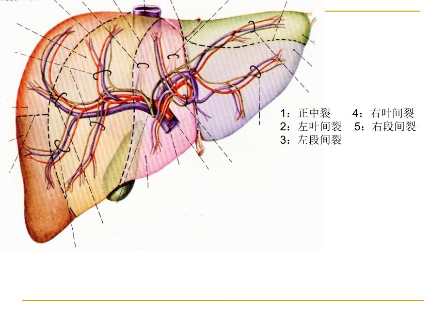 肝段断层解剖PPT课件_第4页