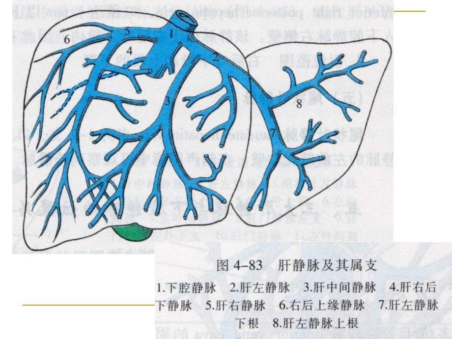 肝段断层解剖PPT课件_第5页