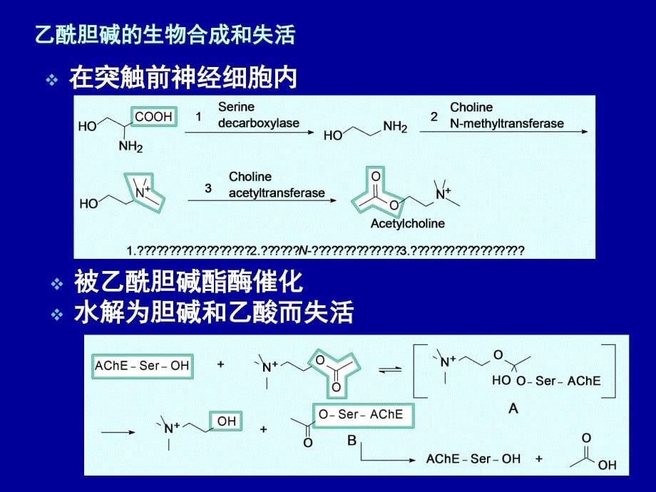 《外周神经系统用药》PPT课件.ppt_第5页