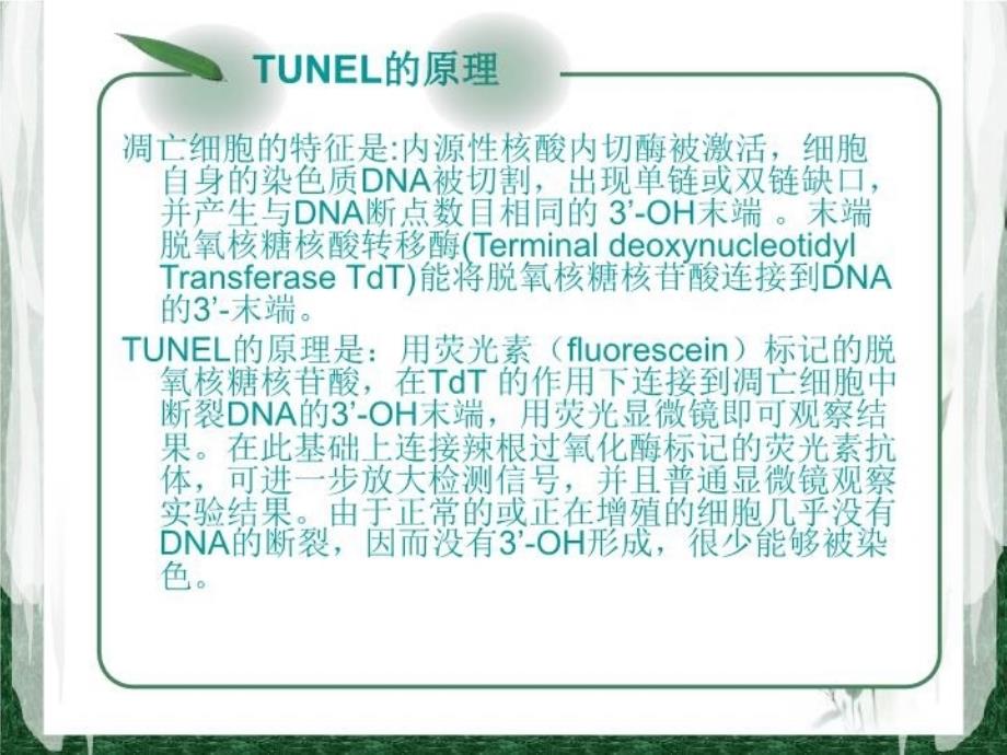 TUNEL法检测细胞凋亡实验原理和方法tunel完成教学文案_第4页