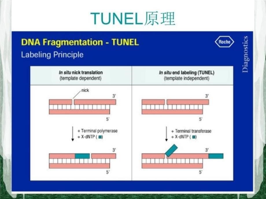 TUNEL法检测细胞凋亡实验原理和方法tunel完成教学文案_第5页