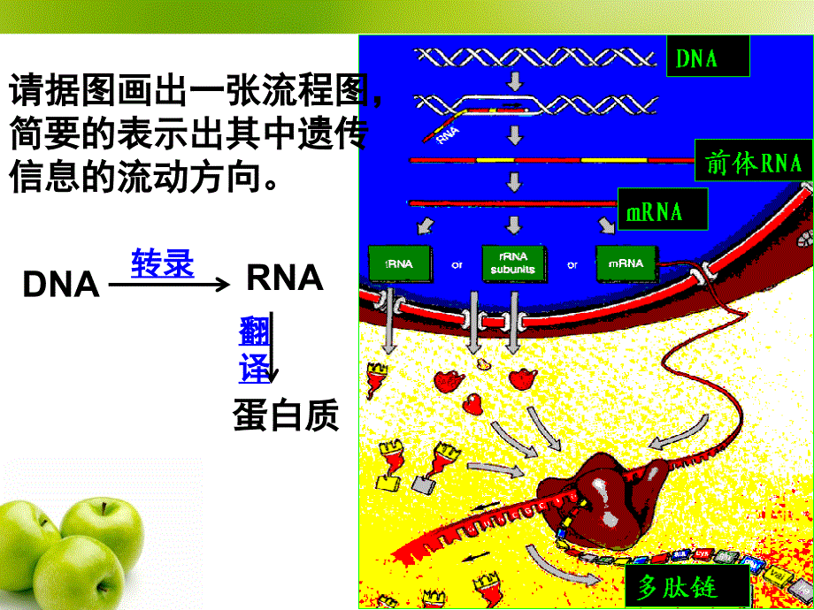 4.2基因对性状的控制课件朱秀花_第2页