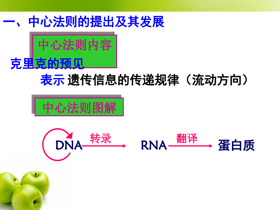 4.2基因对性状的控制课件朱秀花_第3页