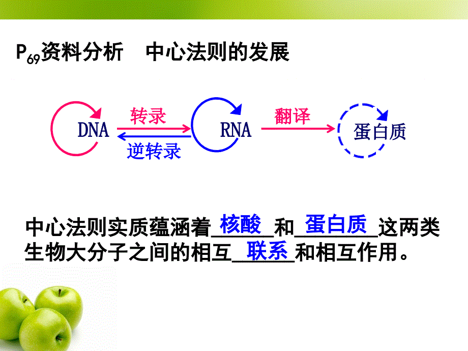 4.2基因对性状的控制课件朱秀花_第4页