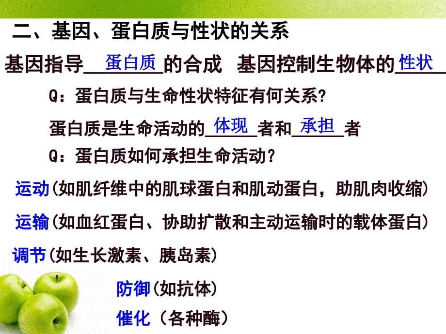 4.2基因对性状的控制课件朱秀花_第5页