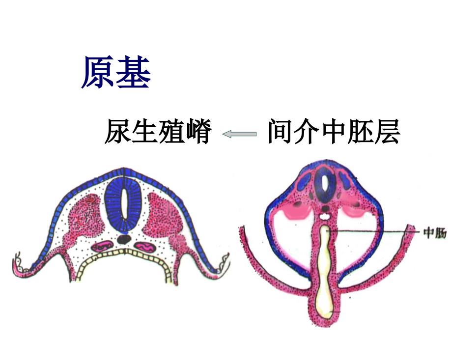 组织学与胚胎学课件：泌尿生殖系统发生_第2页