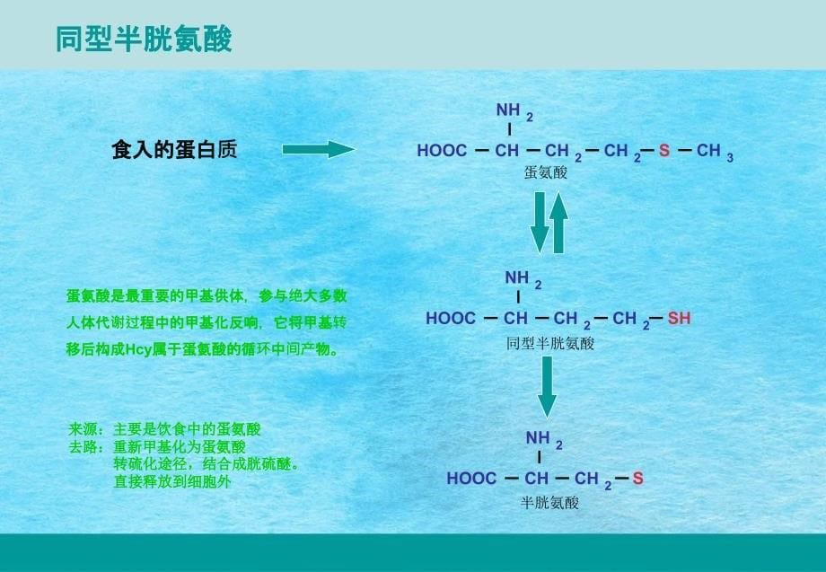 同型半胱氨酸ppt课件_第5页