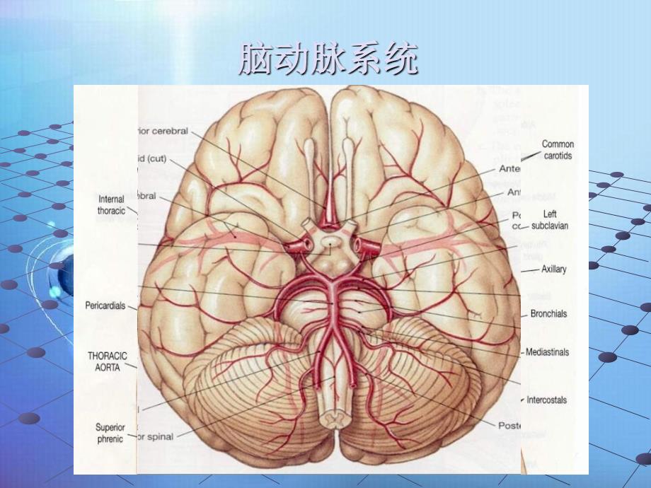 颈动脉狭窄的诊断、支架治疗的病例选择、围手术用药_第2页