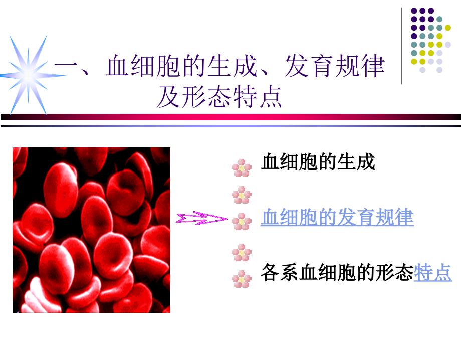 修改血细胞形态特征及常见血液病的血液学特征课件_第2页