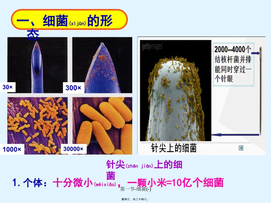 第一节细菌课件_第4页