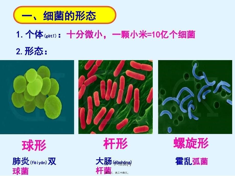 第一节细菌课件_第5页