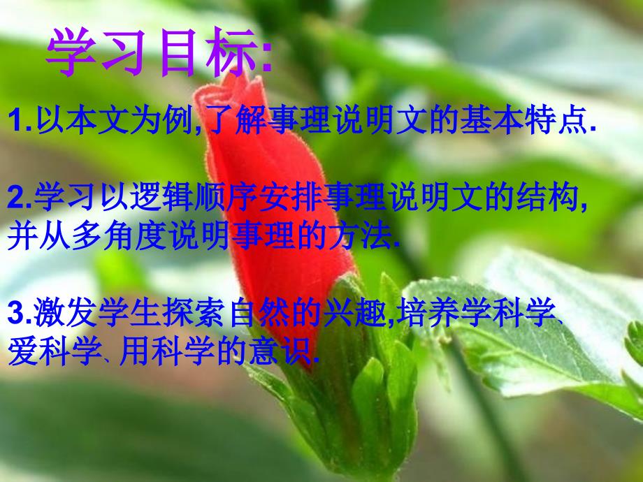 花儿为什么这样红 (2)_第4页