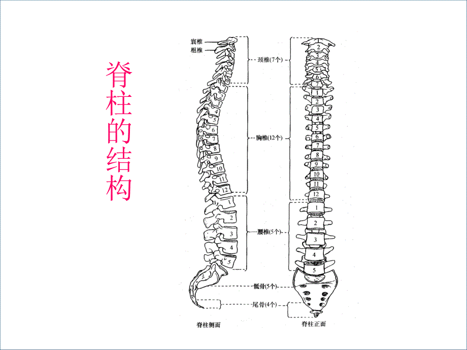 B脊髓损伤的康复评定.ppt_第3页